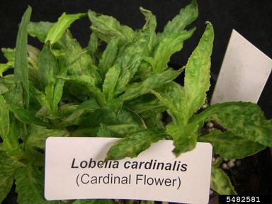 Tomato Spotted Wilt Virus (Tospovirus TSWV ) on cardinalflower (Lobelia cardinalis ) - 5482581