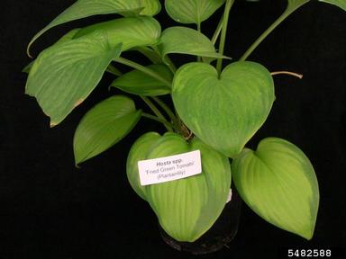 Tobacco Streak Virus (Ilarvirus TSV ) on hosta (Hosta spp. ) - 5482588