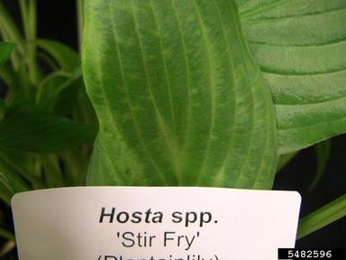 Hosta Virus X (Potexvirus HVX ) on hosta (Hosta spp. ) - 5482596