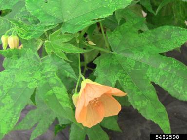 Abutilon Mosaic Virus (Begomovirus AbMV ) on chinese lantern (Abutilon x hybridum ) - 5482598