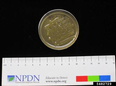 fire blight (Erwinia amylovora ) on Crystal violet pectin (Bacterial Selective Media CVP ) - 5482729