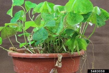 unknown virus (  ) on woodsorrel (Oxalis spp. ) - 5483058