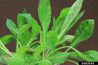 Cucumber Mosaic Virus (Cucumovirus CMV ) on lobelia/cardinalflower (Lobelia spp. ) - 5483064