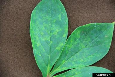 Tobacco Rattle Virus (Tobravirus TRV ) on peony (Paeonia sp. var. edens perfume) - 5483076