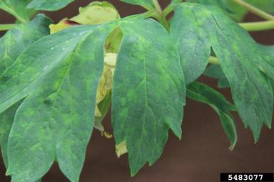 Tobacco Rattle Virus (Tobravirus TRV ) on peony (Paeonia sp. var.yellow crown) - 5483077