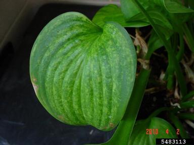 Tobacco Streak Virus (Ilarvirus TSV ) on hosta (Hosta spp. ) - 5483113