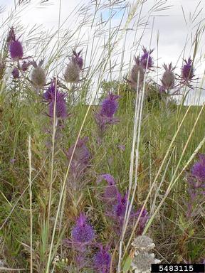 Leavenworth's eryngo, Eryngium leavenworthii  (Apiales: Apiaceae) - 5483115