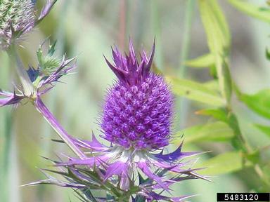 Leavenworth's eryngo, Eryngium leavenworthii  (Apiales: Apiaceae) - 5483120