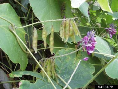 kudzu, Pueraria montana var. lobata (Fabales: Fabaceae (Leguminosae)) - 5483472