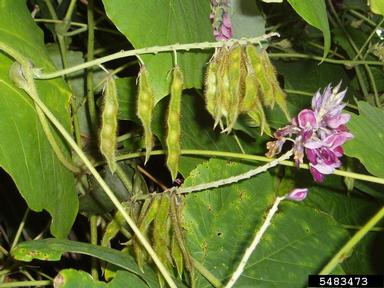 kudzu, Pueraria montana var. lobata (Fabales: Fabaceae (Leguminosae)) - 5483473