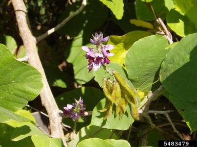 kudzu, Pueraria montana var. lobata (Fabales: Fabaceae (Leguminosae)) - 5483479