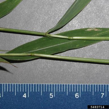 Japanese stiltgrass, Microstegium vimineum  (Cyperales: Poaceae) - 5483714