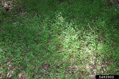 Japanese stiltgrass, Microstegium vimineum  (Cyperales: Poaceae) - 5483900