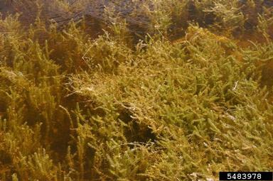 hydrilla, Hydrilla verticillata  (Hydrocharitales: Hydrocharitaceae) - 5483978