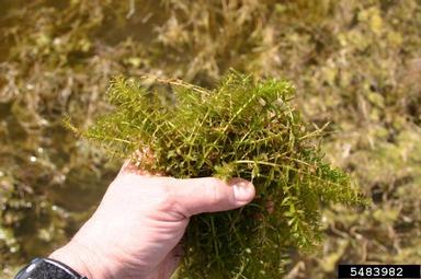 hydrilla, Hydrilla verticillata  (Hydrocharitales: Hydrocharitaceae) - 5483982