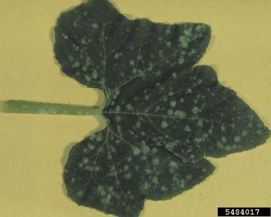 powdery mildew (Podosphaera fuliginea ) on gourd (Cucurbita spp. ) - 5484017