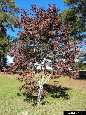 Japanese maple, Acer palmatum  (Sapindales: Aceraceae) - 5484563