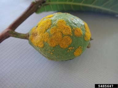 guava rust (Puccinia psidii ) on guava (Psidium guajava ) - 5485647