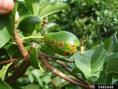 guava rust (Puccinia psidii ) on guava (Psidium guajava ) - 5485648