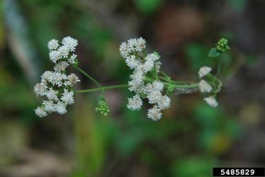 white snakeroot, Ageratina altissima  (Asterales: Asteraceae) - 5485829