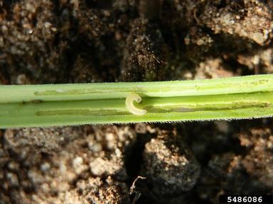 leek moth (Acrolepiopsis assectella ) on cultivated garlic (Allium sativum ) - 5486086