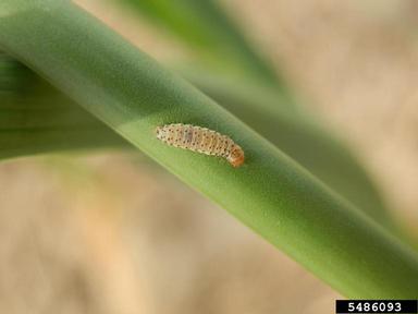leek moth (Acrolepiopsis assectella ) on cultivated garlic (Allium sativum ) - 5486093