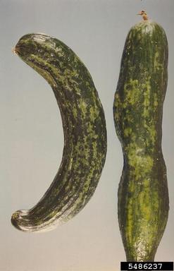 Cucumber Mosaic Virus (Cucumovirus CMV ) on cucumber (Cucumis sativus ) - 5486237