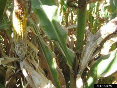 Diplodia tip blights (Diplodia spp. ) on corn (Zea mays ) - 5486875