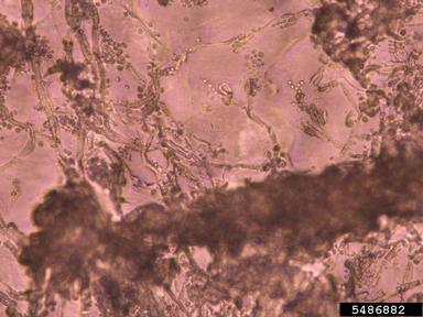 Penicillium fungi (Penicillium spp. ) on corn (Zea mays ) - 5486882