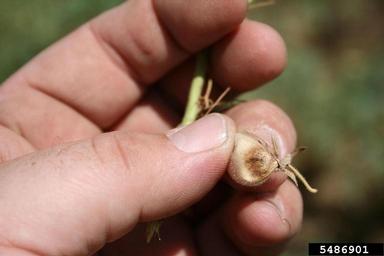 Ascochyta fungi (Ascochyta spp. ) on chickpea (Cicer arietinum ) - 5486901