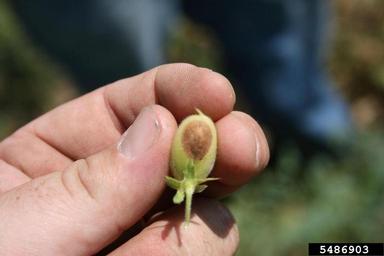 Ascochyta fungi (Ascochyta spp. ) on chickpea (Cicer arietinum ) - 5486903