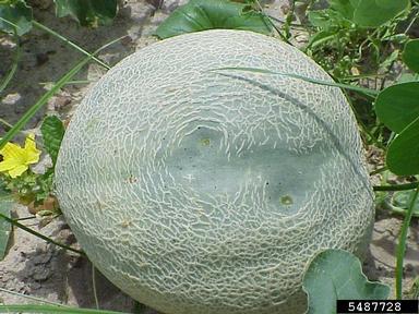  (Acidovorax avenae ssp. citrulli) on cantaloupe (Cucumis melo Cantalupensis Group) - 5487728