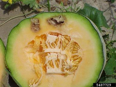  (Acidovorax avenae ssp. citrulli) on cantaloupe (Cucumis melo Cantalupensis Group) - 5487729