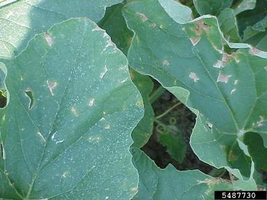  (Acidovorax avenae ssp. citrulli) on cantaloupe (Cucumis melo Cantalupensis Group) - 5487730