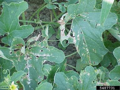  (Acidovorax avenae ssp. citrulli) on cantaloupe (Cucumis melo Cantalupensis Group) - 5487731
