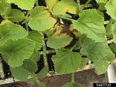  (Acidovorax avenae ssp. citrulli) on cantaloupe (Cucumis melo Cantalupensis Group) - 5487739