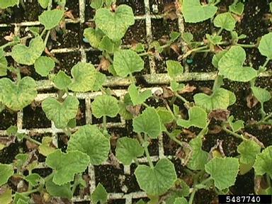  (Acidovorax avenae ssp. citrulli) on cantaloupe (Cucumis melo Cantalupensis Group) - 5487740
