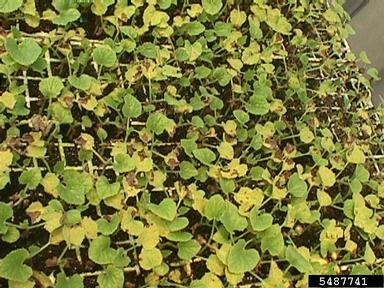  (Acidovorax avenae ssp. citrulli) on cantaloupe (Cucumis melo Cantalupensis Group) - 5487741