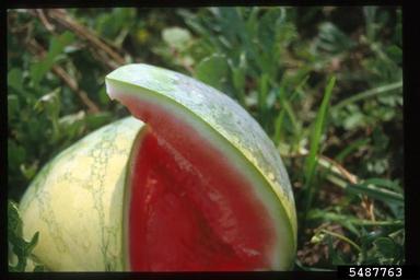  (Acidovorax avenae ssp. citrulli) on watermelon (Citrullus lanatus ) - 5487763