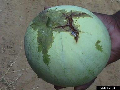  (Acidovorax avenae ssp. citrulli) on watermelon (Citrullus lanatus ) - 5487773