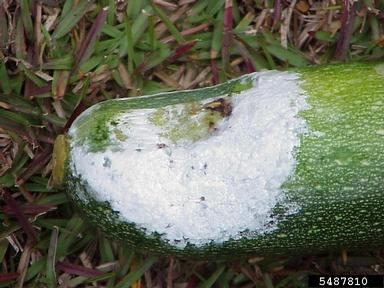 Phytophthora blight (Phytophthora capsici ) on zucchini (Cucurbita pepo var. pepo) - 5487810