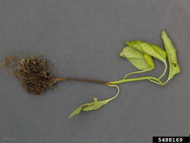 Fusarium damping-off (Fusarium solani ) on sweet pepper (Capsicum annuum ) - 5488169