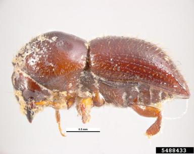 shot-hole borer of tea, Euwallacea fornicatus  (Coleoptera: Curculionidae) - 5488433