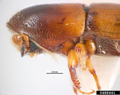 yellow-banded ambrosia beetle, Monarthrum fasciatum  (Coleoptera: Curculionidae) - 5488441