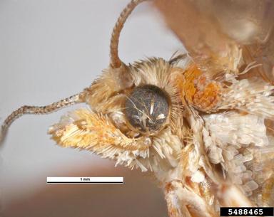European pine shoot moth, Rhyacionia buoliana  (Lepidoptera: Tortricidae) - 5488465