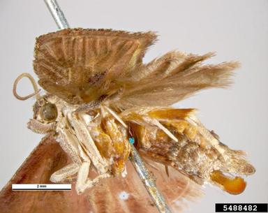 codling moth, Cydia pomonella  (Lepidoptera: Tortricidae) - 5488482