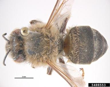 Cape honey bee, Apis mellifera capensis (Hymenoptera: Apidae) - 5488553