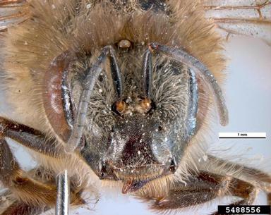 Cape honey bee, Apis mellifera capensis (Hymenoptera: Apidae) - 5488556