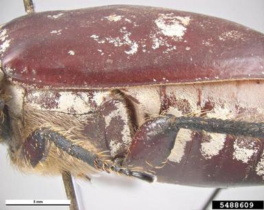 greyback cane beetle, Dermolepida albohirtum  (Coleoptera: Scarabaeidae) - 5488609