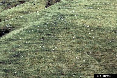 sheep, Ovis aries  (Artiodactyla: Bovidae) - 5488718